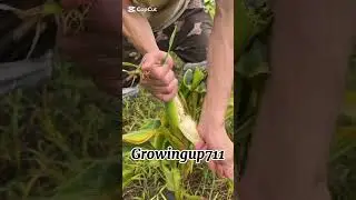 This corn was planted in vain #MyRuralLife #CornPlanting #No pain, no gain#views#subscribe
