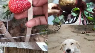 Mini strawberry garden in my land#@countryside living 777