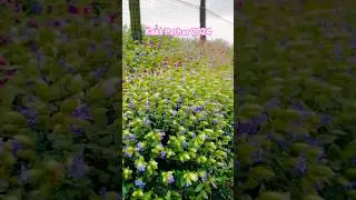 🥹कास पठार| कास पठार सातारा 2024 | Kaas pathar live 2024| Kas pathar #travel #explore #nature #love