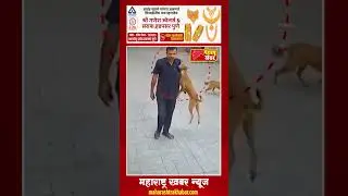 भटक्या कुत्र्याची झेप, सुरक्षारक्षकावर हल्ला; पाहा व्हिडीओ #dogattacknews #goregoan