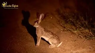 Things to Do in Saadani National Park | Safari Adventures with Exodus Safaris
