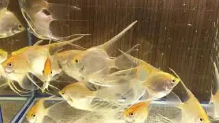 СКАЛЯРИИ ANGEL FISH GOLD