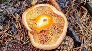 NISCALOS XXL Y BOLETUS EDULIS 🍄 BROTE HIST&Oacute;RICO 1/3