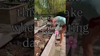 Don&rsquo;t make this mistake when planting dahlias! 🌸