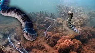 SEA SNAKE ATTACK? I GoPro HERO10 Black