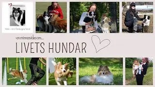 Livets hundar, so far&hellip; &hearts;️ - en minnesvideo | valpar &bull; agility &bull; lydnad &bull; utst&auml;llning &bull; rallylydnad