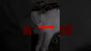 Кот мем потрачено#wasted#meme#мем#кот#cat
