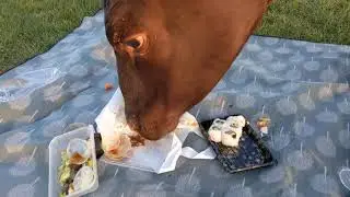 Cows interrupting a picnic and eating Japanese food in Cambridge
