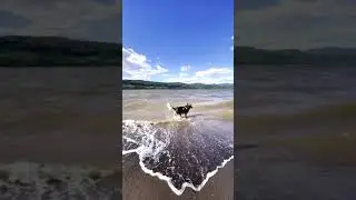 Husky Beach Day Take 2 &ndash; Happy Pups #shorts