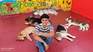 Pawfect Life 🐾 -  Best Place For Dog Lovers 🐕- Dog Day Care ❤️ - Dog Cafe In Mumbai / Siddly Vlogss