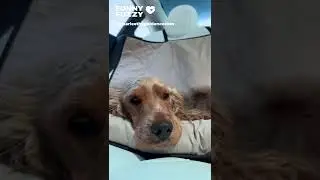 A comfortable car seat bed! 🤗😴｜funnyfuzzy | fuzzynow