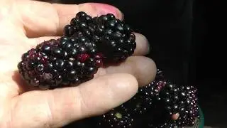 Berries! Permaculture teacher insisted a productive design means one is going to have to pick!