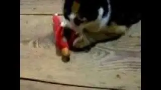 Cat vs. Evel