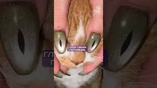ГЛАВНЫЙ секрет техники &laquo;кошачий глаз&raquo;! #маникюр #ногти #гельлак