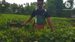 NAACHI TEA HARVESTING MACHINE #Pluckingmachine #teagarden 