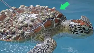 Most Satisfying Sea Turtle Barnacles Removal 🐢