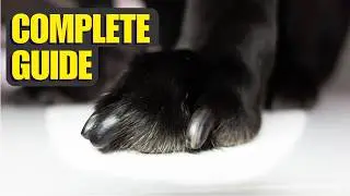Trimming your dog's nails on EASY MODE - Complete Guide