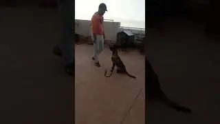 ترويض كلب نوع malinois ديال خونا توفيق(الجزء التاني )