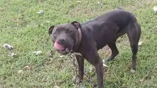 The 9-11 9 Litter Turns 2 Today 9-11-2025