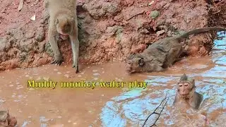 A Peaceful Moment of Monkeys Enjoying Nature
