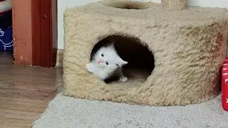 Лапка котенка Дино теперь в порядке, и он может нормально бегать. Кошка-мать и ее котенок.