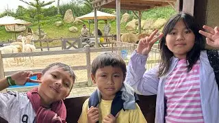 Libur sekolah di @balifarmhouse Bedugul Bali!!! #balifarmhouse #alpacafarm #alpaca