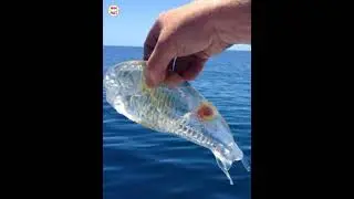 Transparent Fish 🐠 #salpamaggiore #shorts #youtubeshorts