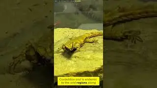 Amazing Armadillo Lizard | Amazing Facts In English | #armadillo #lizard #lizards #ytshort #ytshorts