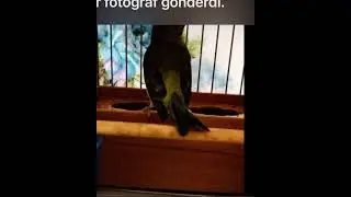 Flurya eğitim güzel sesler 02