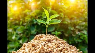 Assessment of Individual Tree above- and below-Ground Biomass Models for 34 Tree Species in China
