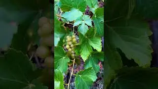 Green Organic Grapes #Shorts #Organic #Grapes