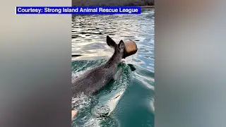 Deer with paint bucket on head rescued from Long Island Sound