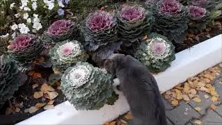 Кошки гуляют  в городском парке . Cats walk in the city park