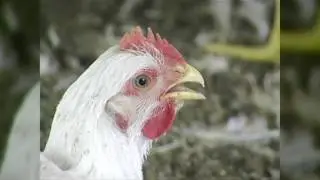 Veterinary Virologist Discusses Avian Influenza