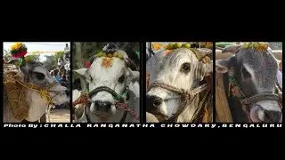200th Video of the Channel - BOULDER BULLS IN ACTION at various shows held in Andhra Pradesh