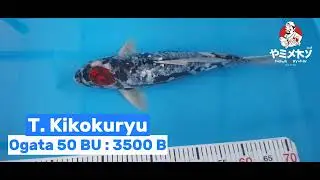 50 BU : Tancho KikokuryuOgata Koi Farm