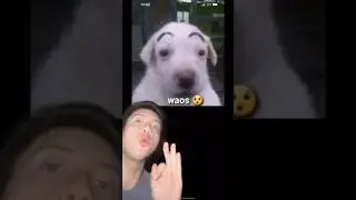 C&Oacute;MO SE CRE&Oacute; EL MEME &ldquo;WAOS&rdquo;?😱🤯👁👄👁#short #sabiasque #curiosidades #epic #casos #viral