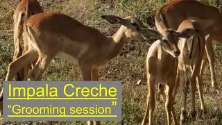 Grooming Time At The Impala Creche: Fascinating Animal Behavior In Africa