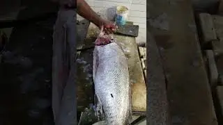 (Barramundi) fish and korukai meen skin ot fish cutting /Expert fish cutter only boneless cutting