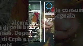 Facciamo chiarezza sullo scandalo Fileni. Maggiori informazioni su www.ilsalvagente.it