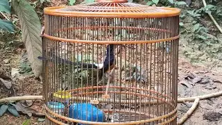 พ่อพันธุ์นกบินหลาดง สายสิงคโปร์