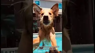 Funny golden retrievers!  #animal #core #funny #goldenretriever #happy