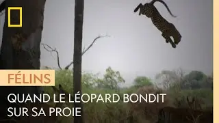 L'incroyable bond du l&eacute;opard en images