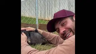 Piggies Are Getting So Big - The Asher House