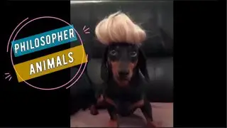 🐶🐱The Cutest Animals of 2020 !!!!🐶🐱