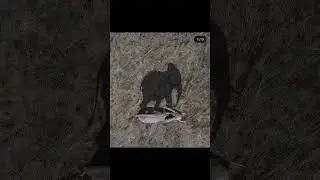 Bird&rsquo;s-Eye View Images That Confuse Your Brain 😵&zwj;💫 | Perspective Illusions #Shorts