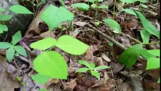 2016 05 28 15 35 33 AmericanToad