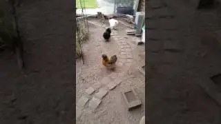 Video die Frage kam auf, ist Isa doch ein Hahn  &lrm;24  &lrm;Oktober &lrm;2016