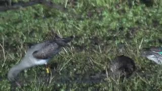 9.1.26 Barge &agrave; queue noire jaune M50 (Limosa l. limosa, Black-tailed Godwit)