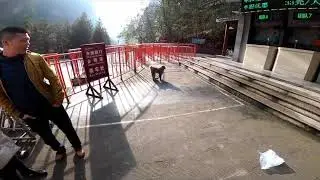 【中国】猿が蹴られる [จีน] ลิงถูกเตะ   [China] Monkeys are kicked